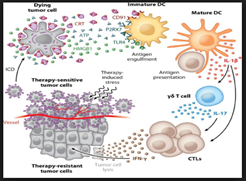 mmune checkpoint proteins, like cytotoxic T lymphocyte-associated 4 (CTLA4) and programmed cell death protein 1 (PD-1), are receptors on the surface of CD8+ T-cells that serve as failsafes against autoimmunity